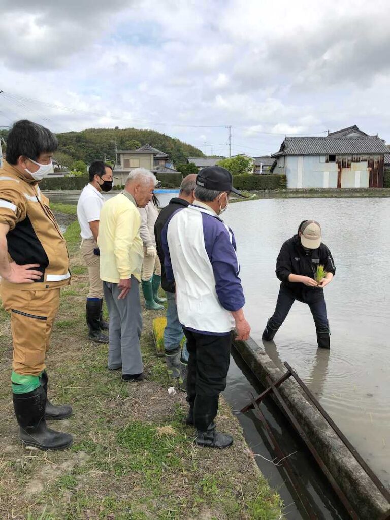 コシヒカリの苗を手植え1