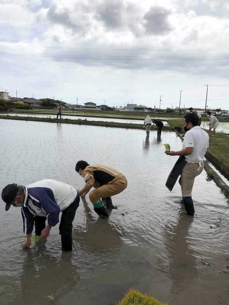 コシヒカリの苗を手植え2